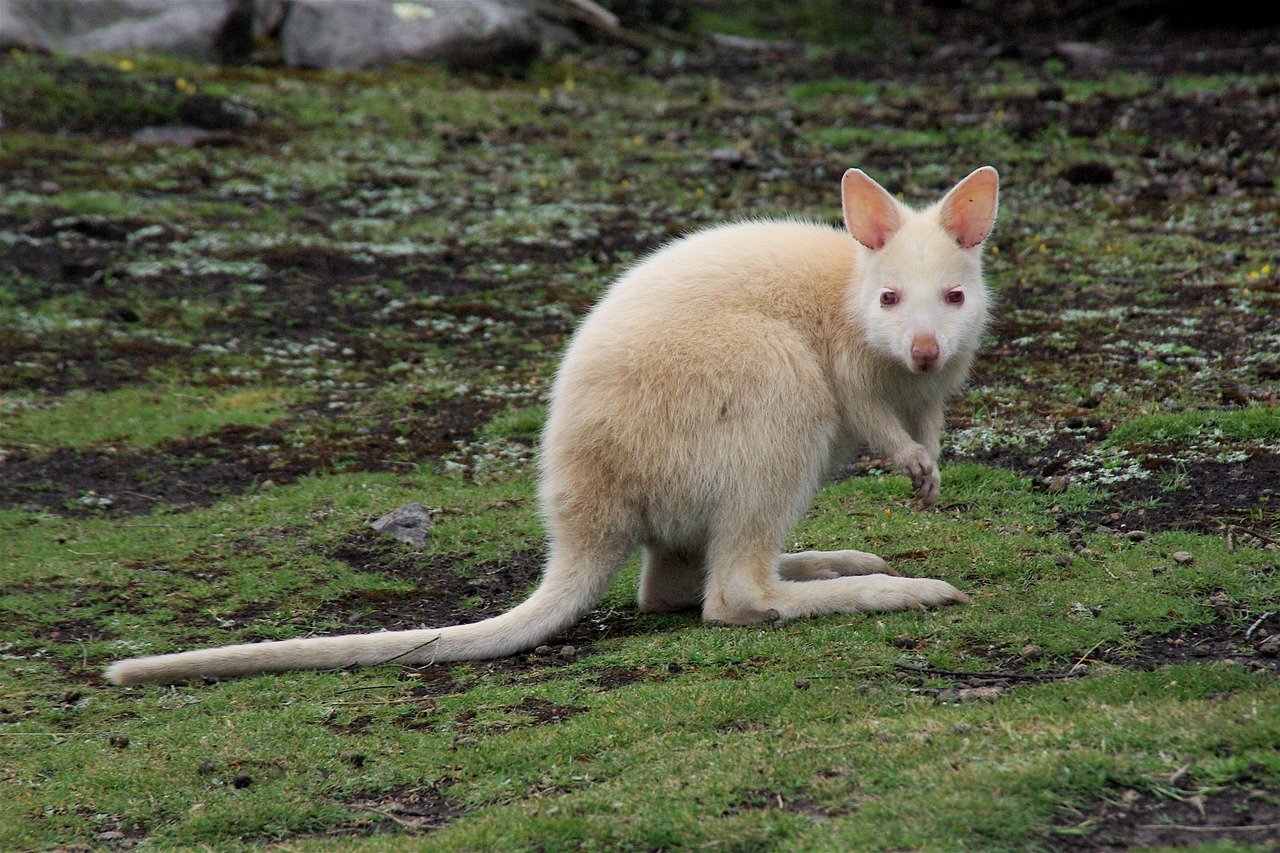 kangaroo, white, animal