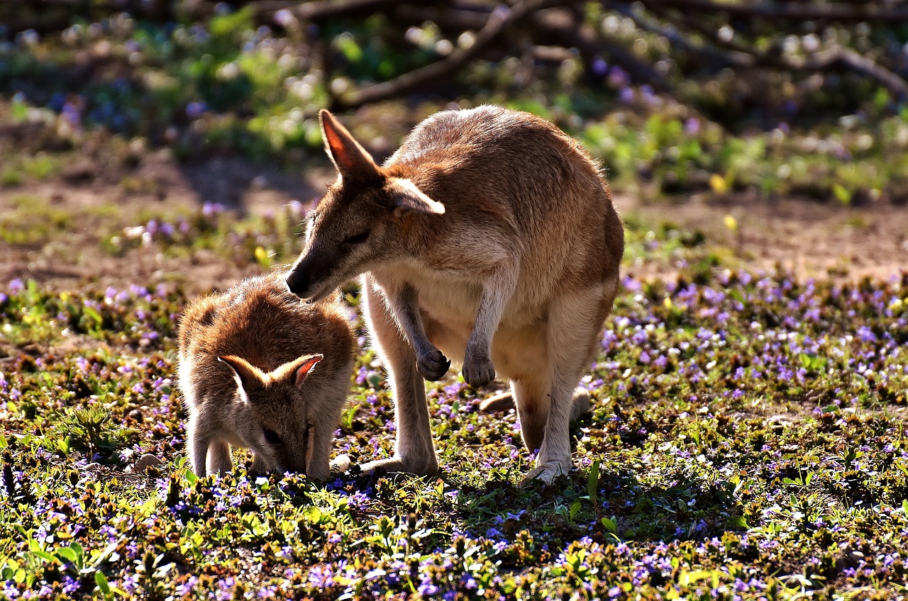 kangaroo, young animal, mother